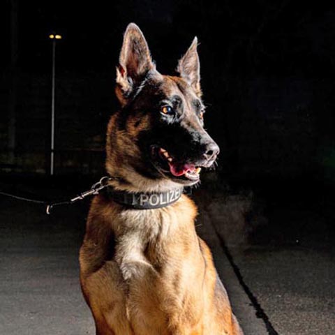 Polizeihund «Iaro». Foto: Polizei AG