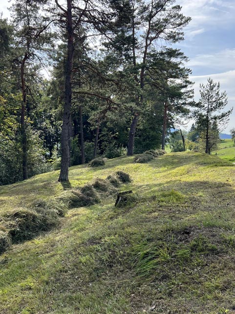 Naturschützer pflegten die Orchideenwiese Wolfgarten.