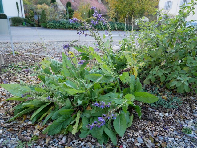 Die Pflanzen wurden so ausgewählt, dass vom Frühling bis in den Spätherbst hinein immer Blüten zu sehen sind.