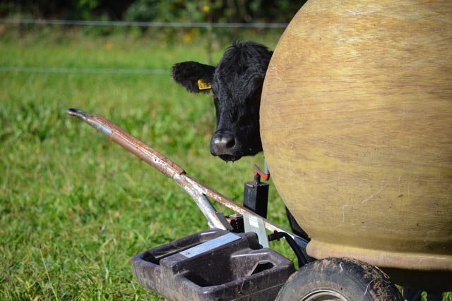 Eines der Angus Tiere von Silvan und Stefan Schreiber von der Stone Ranch in Wegenstetten. Sie referierten zum Thema Hochgras- und Untersaatweide. Foto: Simona Moosmann, FiBL