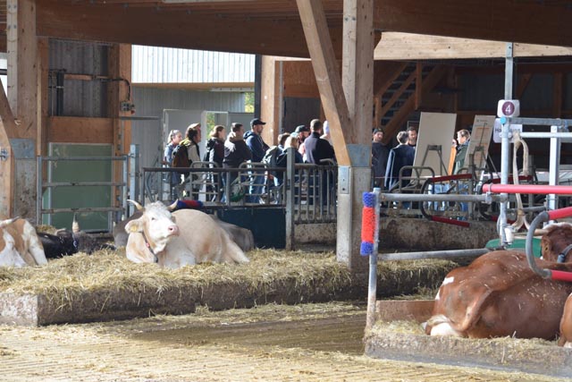 Der Themenposten Hoftötung war ein Publikumsmagnet. Das kümmerte die FiBL Herde wenig. Foto: Simona Moosmann, FiBL