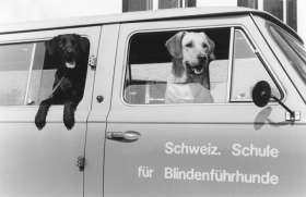 50 Jahre Blindenführhundeschule Allschwil. Foto: Stiftung Schweizerische Schule für Blindenführhunde Allschwil, Hans Keusen